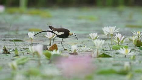 the pheasant-tailed jacana tends its plumage while standing on lily leaves after rain