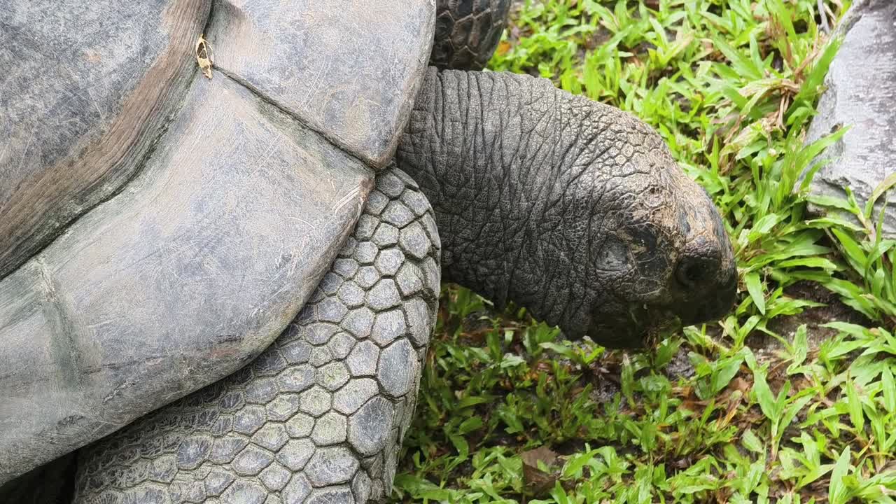 tortuga gigante en una zona de hierba