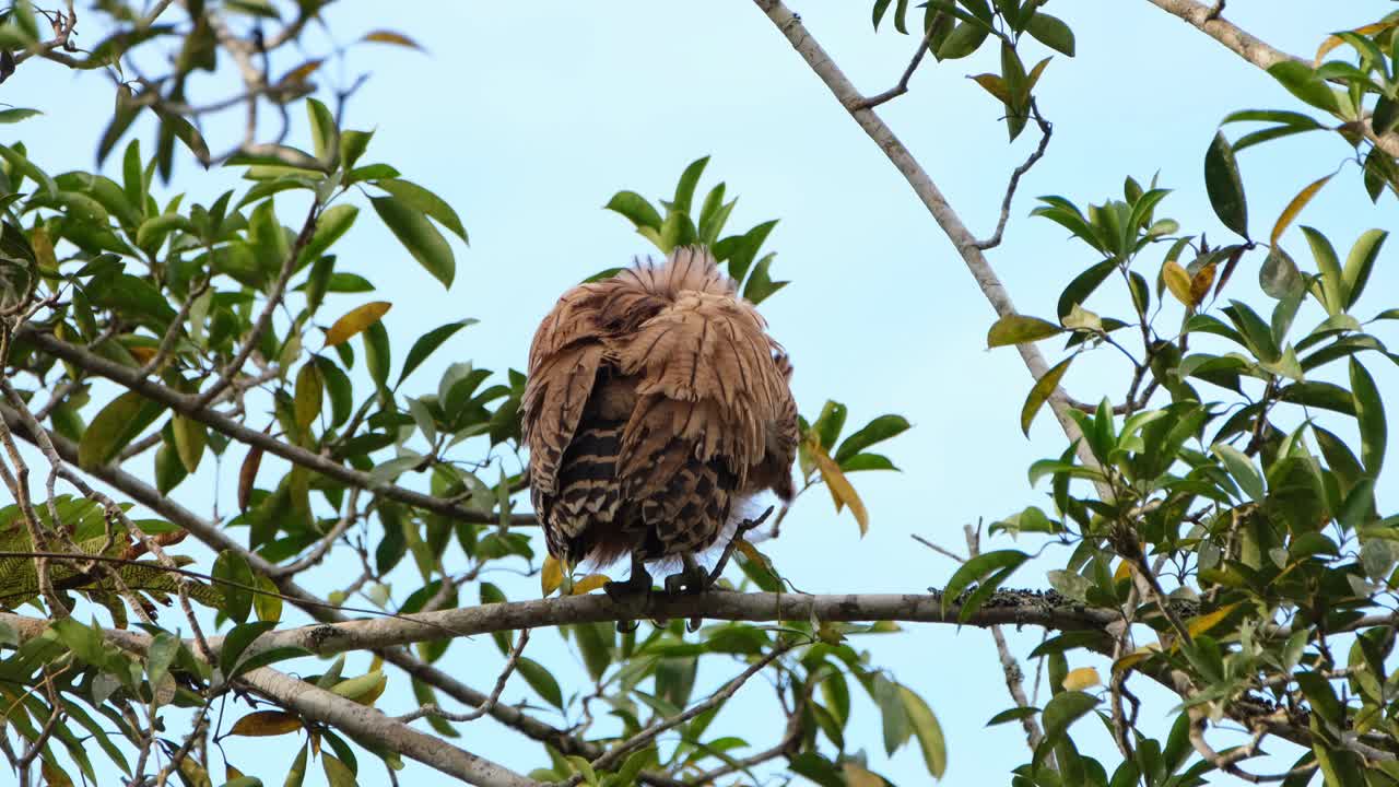 lechuza de pez buffy, ketupa ketupu un novato visto desde atrás acicalándose las plumas del ala derecha mientras mira hacia la cámara en el parque nacional de khao yai, tailandia