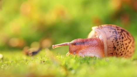 Close-up-of-a-snail-slowly-creeping-in-the-sunset-sunlight.