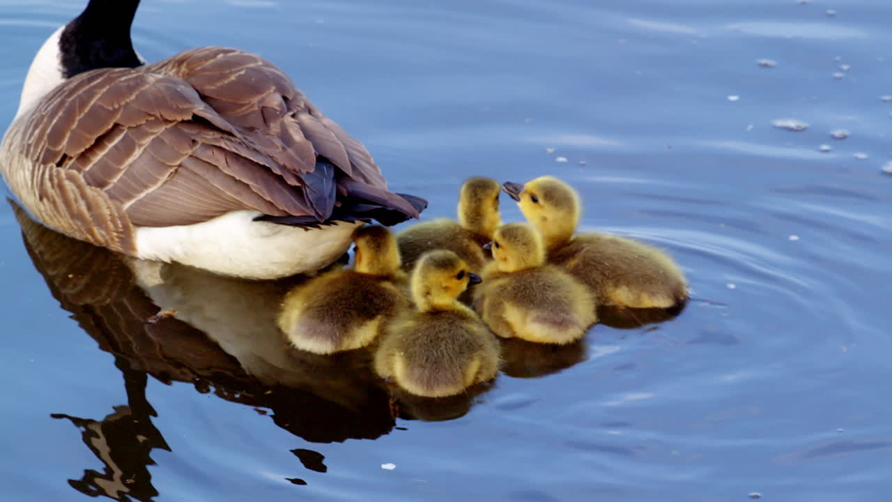A quiet slow-motion sequence where goslings explore near protective geese.