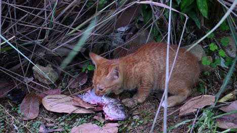 feral cat looks around and continues to gnaw on a tilapia fish as it is almost finished as seen under a bush