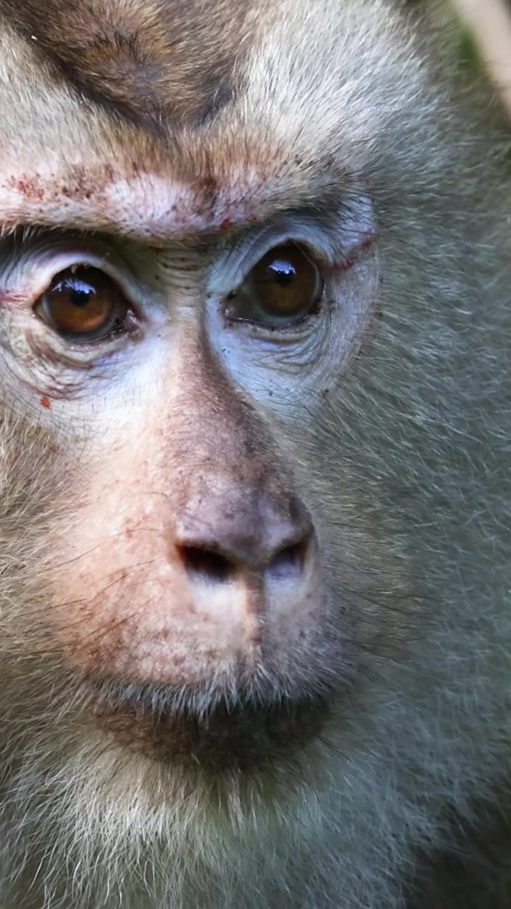 Primo piano delle espressioni mutevoli di una scimmia