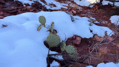 nieve fresca en el desierto de sedona durante el invierno en arizona