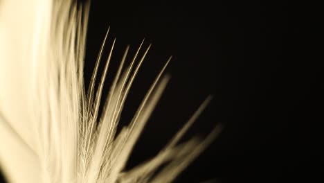 Pluma-De-Hoja-Giratoria-Y-Flor-En-El-Plato-Giratorio-Con-Fondo-Negro-Oscuro-Y-Un-Campo-Poco-Profundo-De-Profundidad