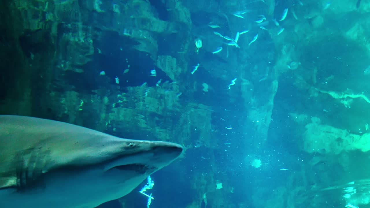 Close-up view of grand Taureau aka Sand tiger shark swimming inside a large aquarium tank