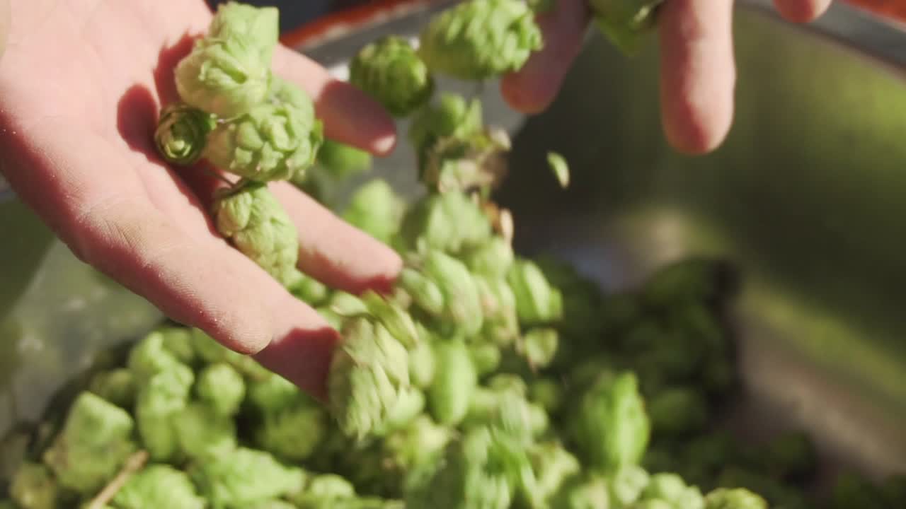 Patagonian Beer Harvest