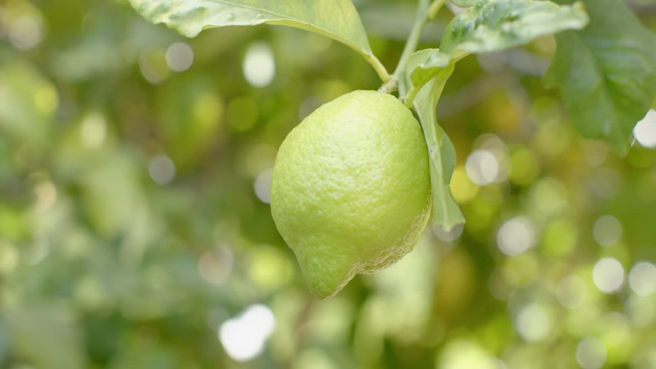 Un singolo limone verde appeso a un ramo sottile che ondeggia in un frutteto illuminato dal sole mentre soffia la brezza