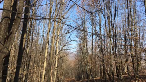 Walking-on-a-forest-road,-early-spring-season