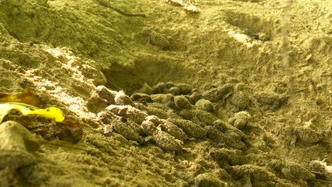 hawkbill turtle hatchlings leaving the nest following the call of the ocean