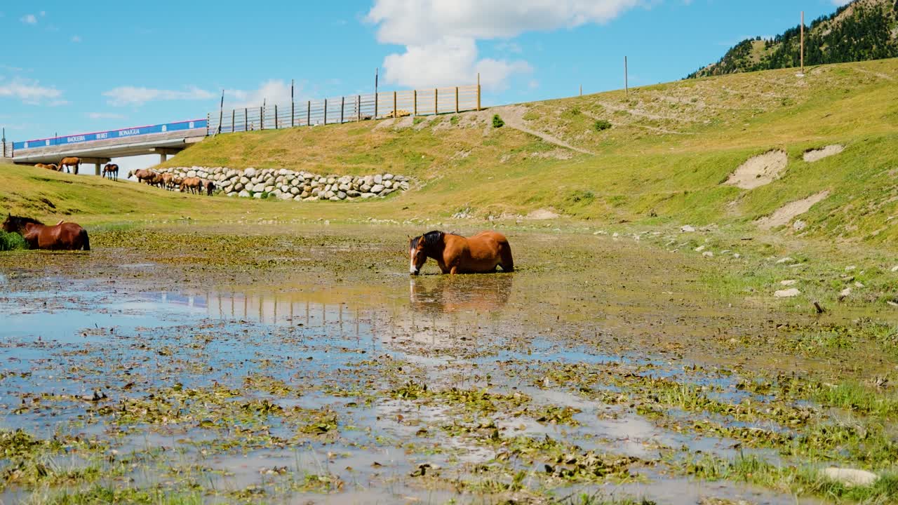 Horses grazing in a marshy meadow under a clear sky with a bridge in the background