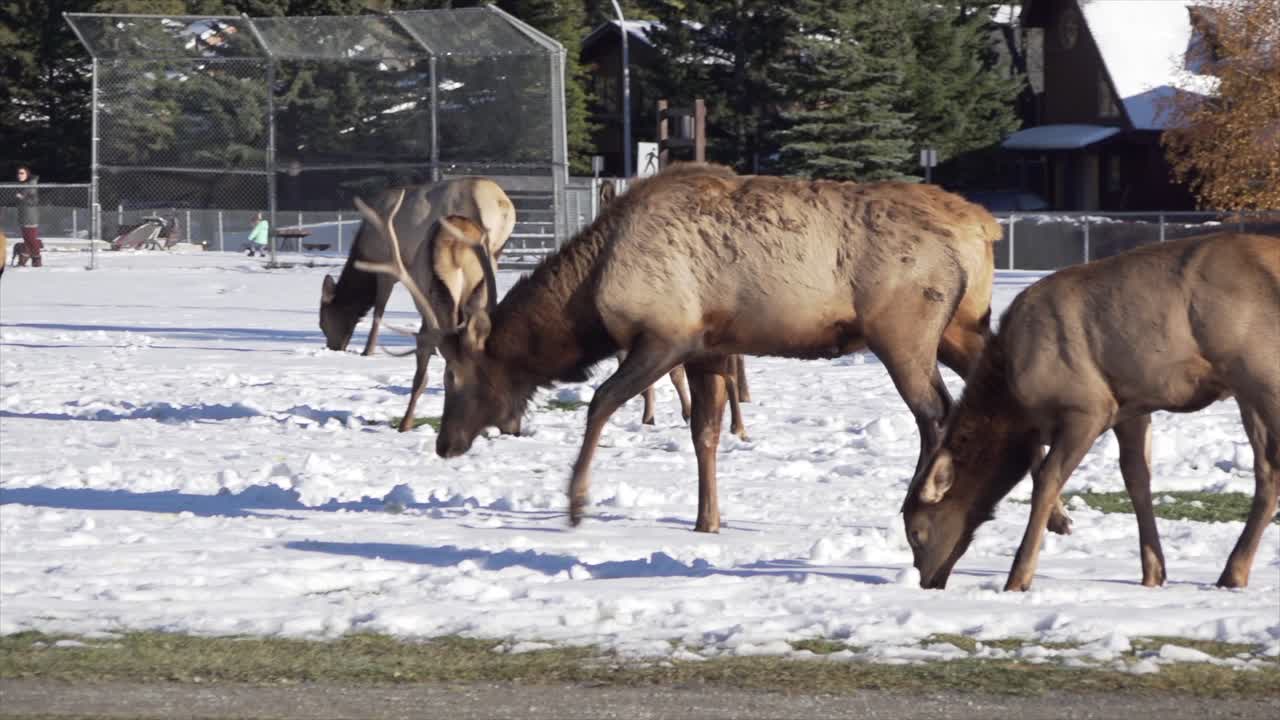 Elk on a soccer field in Canmore, AB. Close up.