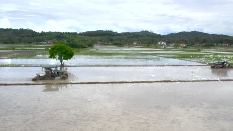 Birds-flying-over-flooded-rice-fields-in-Malaysia,-drone-sideways