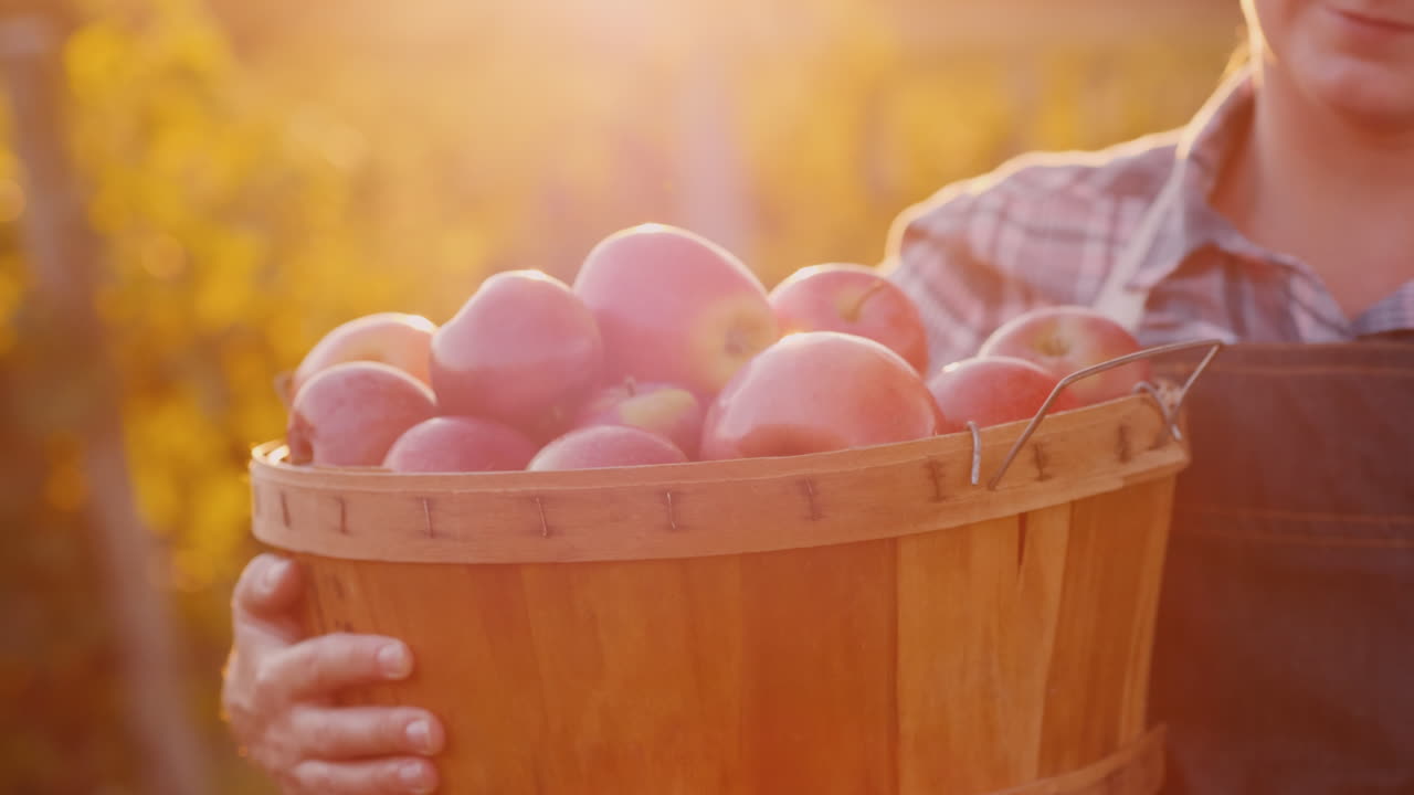 Un agriculteur avec un panier de pommes rouges mûres. Petit jardin et concept de produits biologiques.