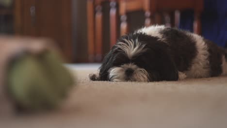 Small-black-and-white-shih-tzu-dog-falling-asleep-on-the-carpet