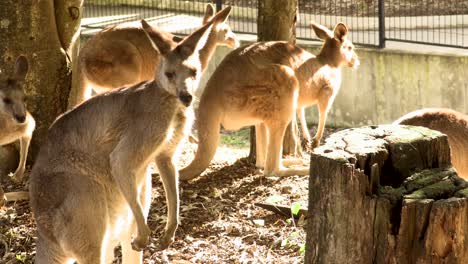 grupo de canguros australianos en cautiverio