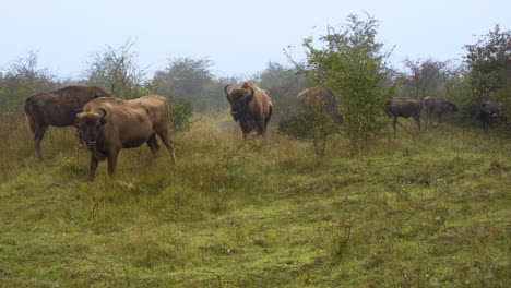 Europäische-Bison-Bonasus-Herde-Um-Den-Männlichen-Alpha-Bullen,-Neblig,-Tschechien