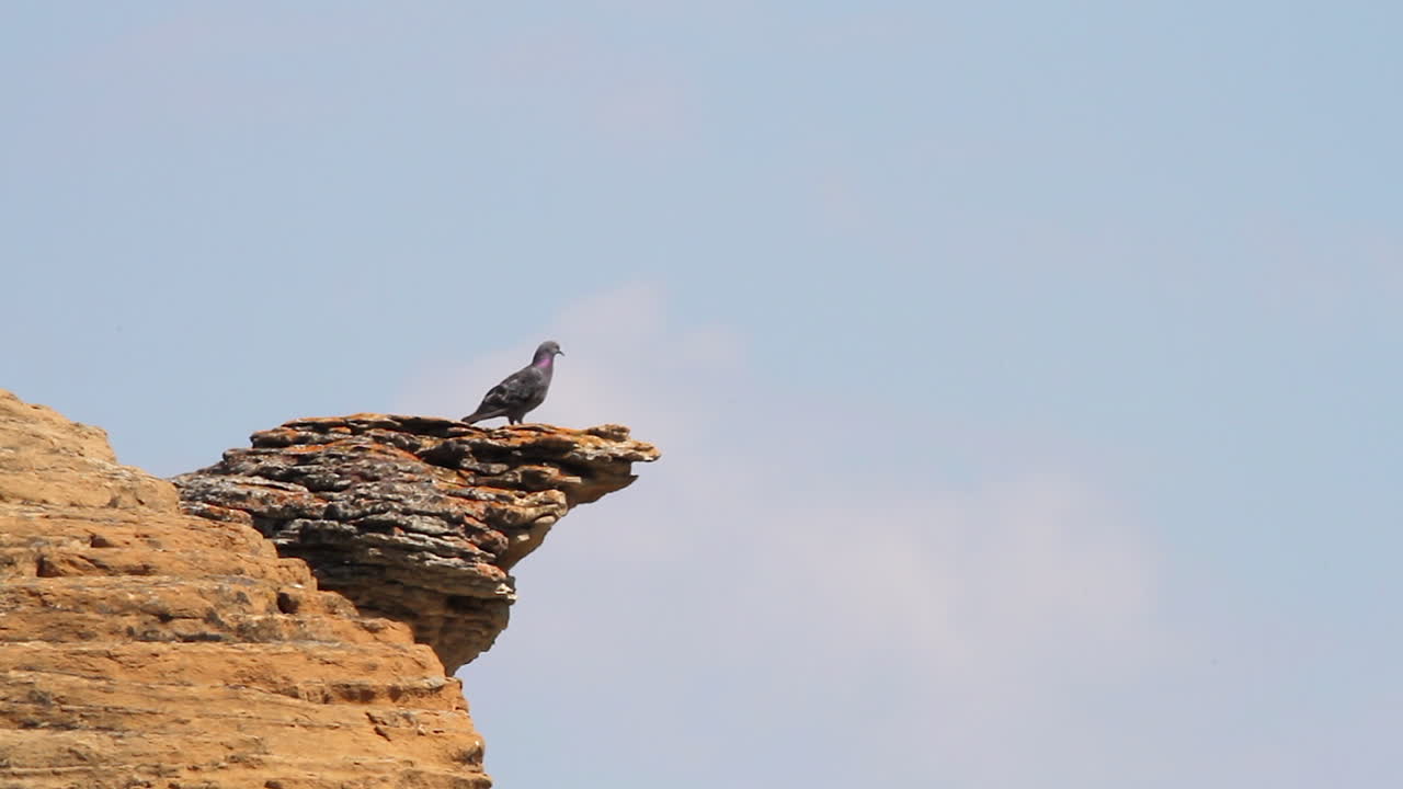 тепловой блеск: одинокий голубь на эрозированных скальных образованиях на фоне голубого неба