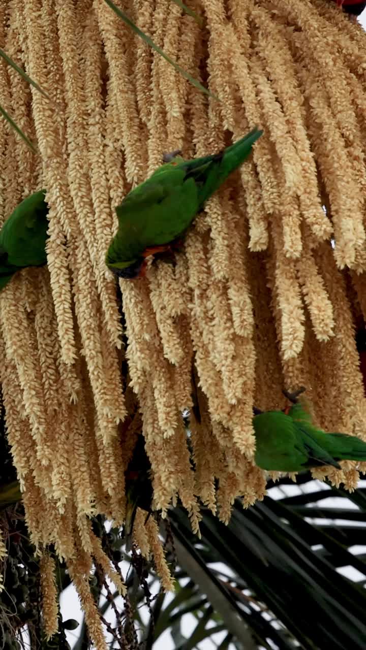 el lorikeet de colores interactúa con las flores de palma en flor.