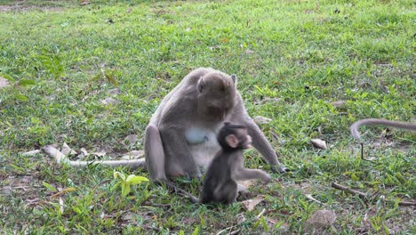 madre e due piccole scimmie macaco