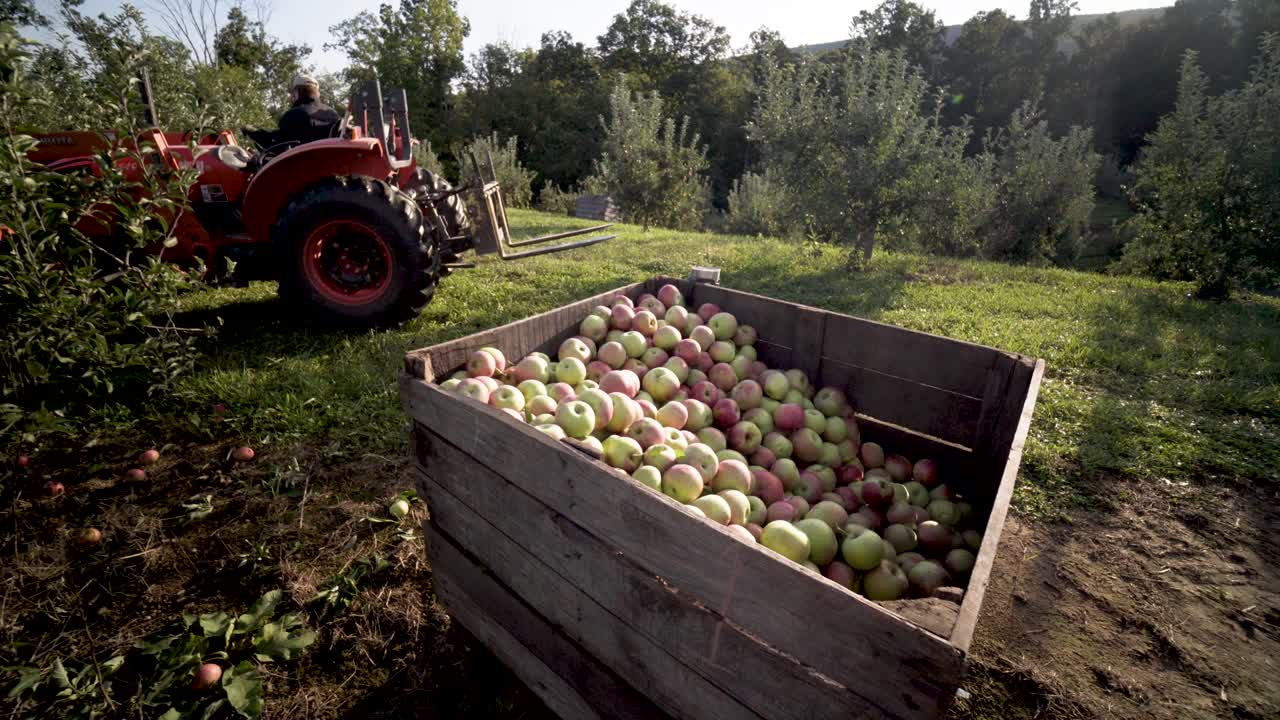 Apple Harvest in the Orchard with Tractor