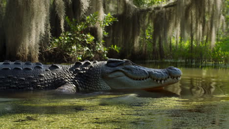 alligator in a swamp