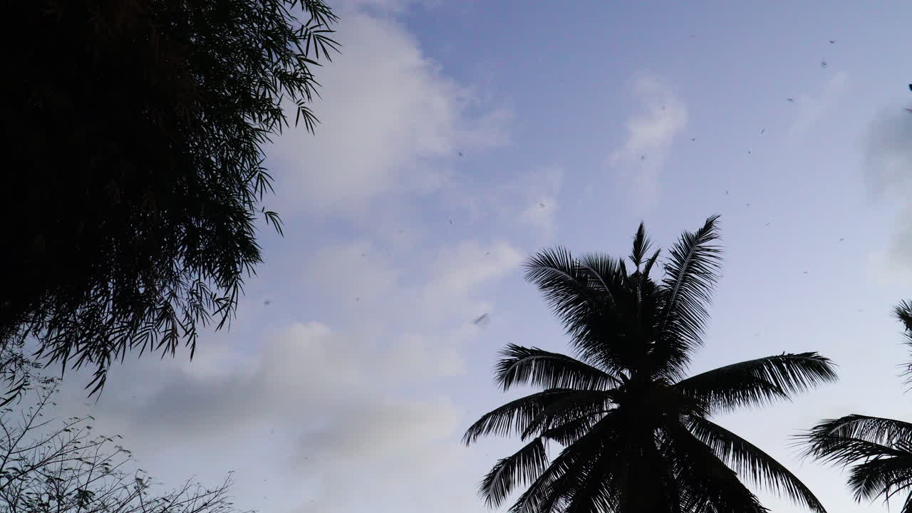 enjambre de murciélagos volando contra el cielo azul con silueta de palmera, vista desde abajo