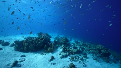 fpv style: seascape with various fish, coral, and sponge in the coral reef of the caribbean sea, curacao