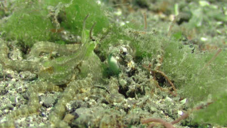 Mimic-octopus-changing-color-from-greenish,-well-camouflaged-into-bright-colorful-with-brown-stripes,-close-up-shot-on-sandy-bottom