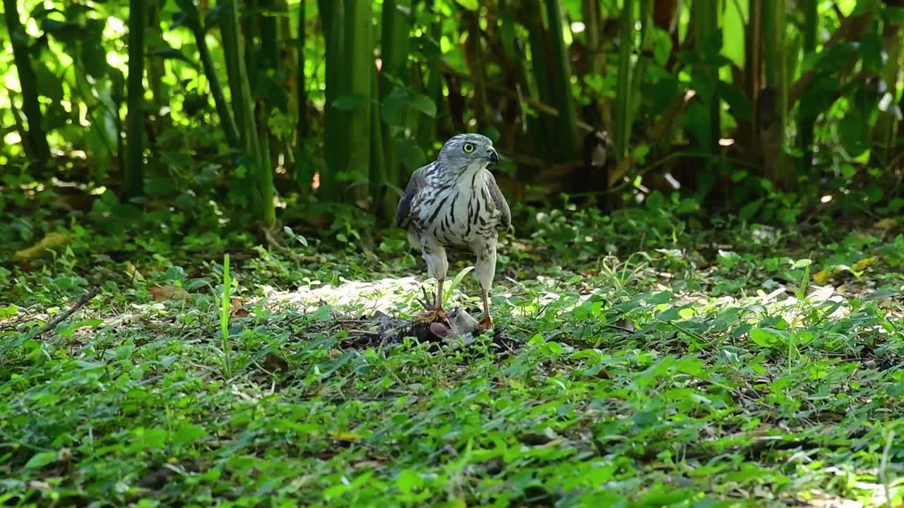 shikra alimentándose de otro pájaro en el suelo, esta ave de rapiña atrapó un pájaro para desayunar y estaba ocupado comiendo, luego se asustó y se fue