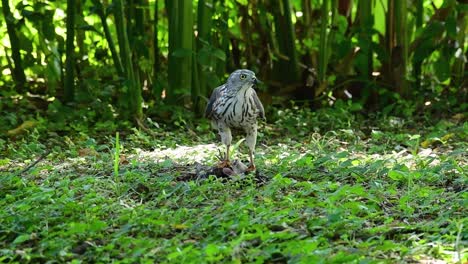 Shikra-Alimentándose-De-Otro-Pájaro-En-El-Suelo,-Esta-Ave-De-Rapiña-Atrapó-Un-Pájaro-Para-Desayunar-Y-Estaba-Ocupado-Comiendo,-Luego-Se-Asustó-Y-Se-Fue