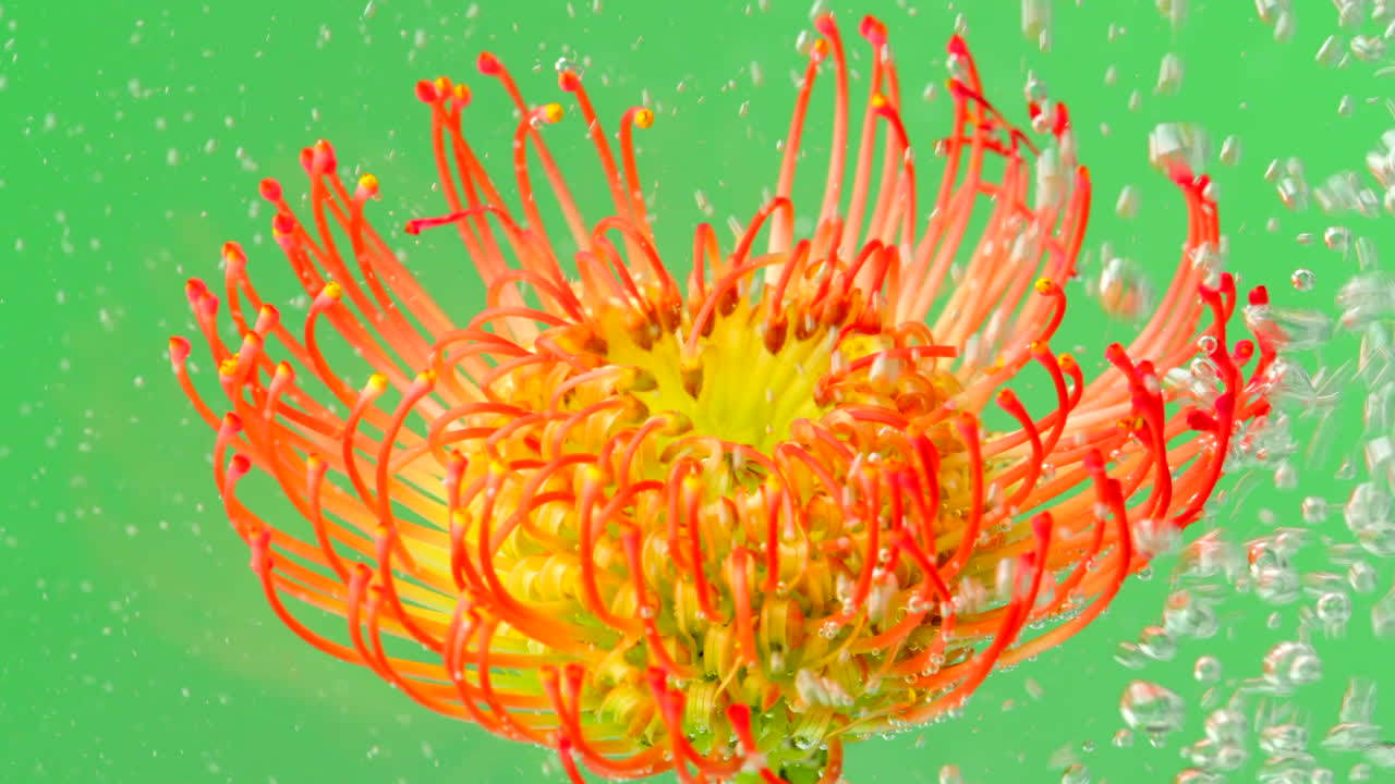 거품과 함께 활기찬 프로테아 꽃