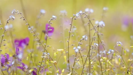 Myosotis-Aus-Nächster-Nähe.-Auf-Der-Nordhalbkugel-Werden-Sie-Umgangssprachlich-Auch-Als-Vergissmeinnicht-Oder-Skorpiongras-Bezeichnet.