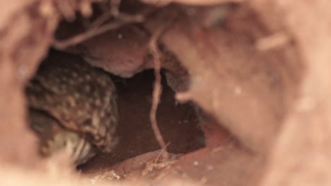 burrowing owl mother feeding chick inside nest with a piece of meat of dead mice slow motion 60 fps prores