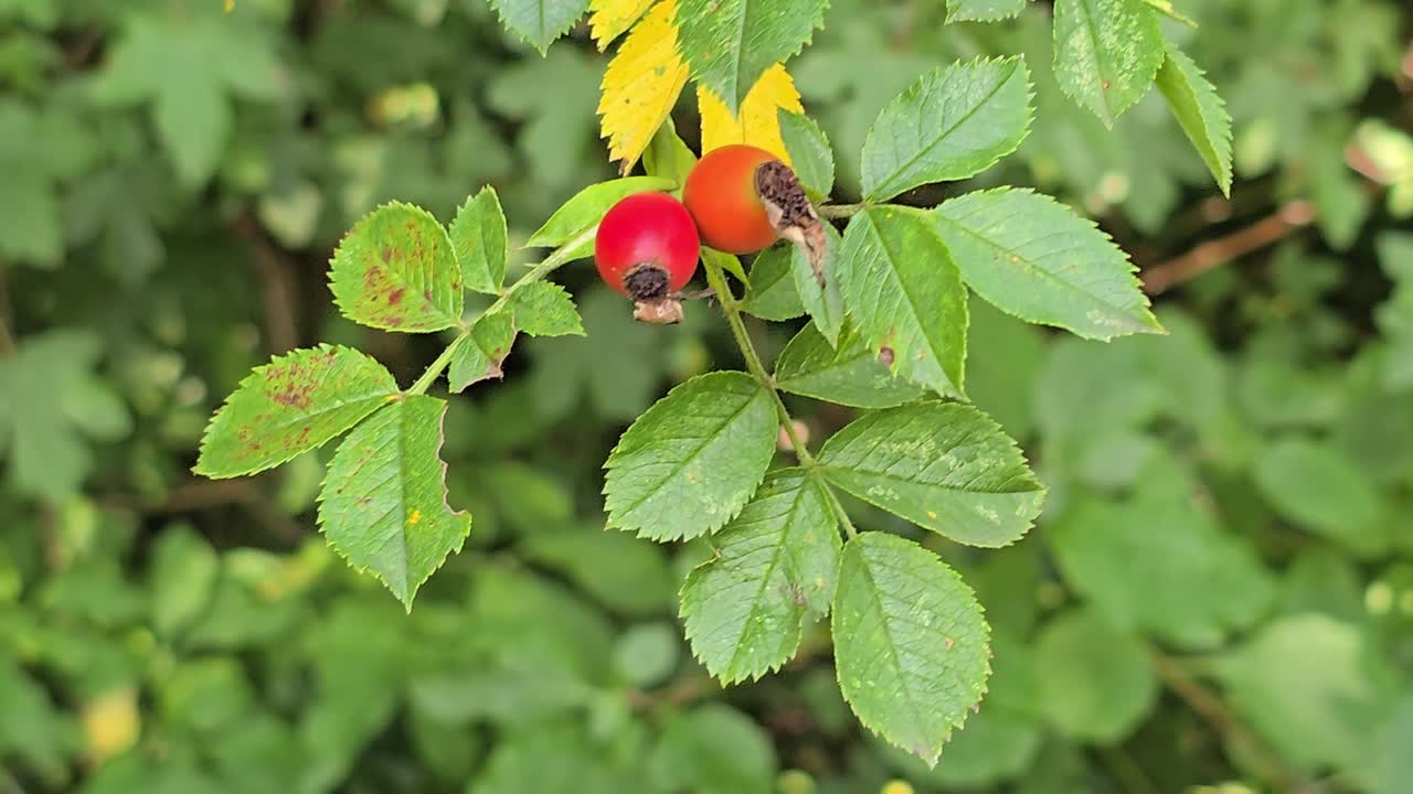 Dog rose fruits (Rosa canina) swaying gently on bush in autumn wind
