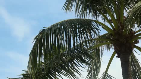 cerca de una corona de palmera con las hojas balanceándose en el viento contra un fondo de cielo azul con nubes en un soleado día de verano