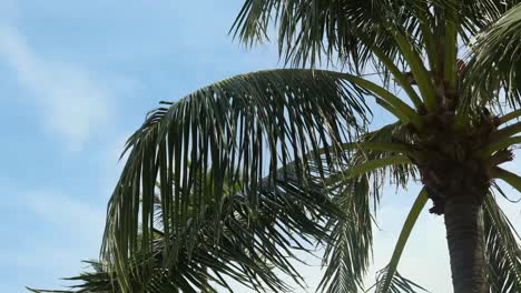 close up of a palm tree crown with the leaves swaying in the wind against a background of blue sky with clouds on a sunny summer day