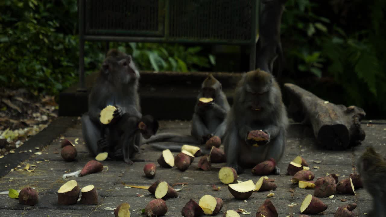monos macacos comiendo patatas dulces en el santuario del bosque sagrado de monos en bali, indonesia