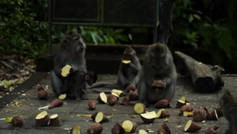 Monos-Macacos-Comiendo-Batatas-En-El-Santuario-Sagrado-Del-Bosque-De-Los-Monos-En-Bali,-Indonesia