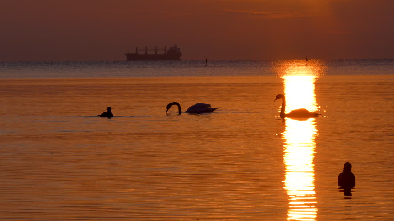 Swans feed gracefully in glowing sunrise light as a ship floats in the distance