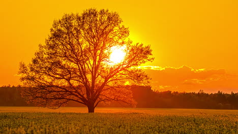 Yellow sun and orange sky sunset timelapse scenic still shot in countryside with a tree silhouette backlit in the field