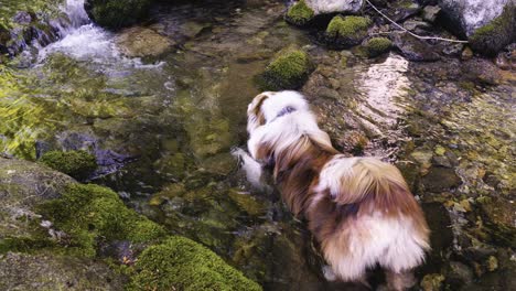 australian shepherd lying in the cool water of a mountain stream