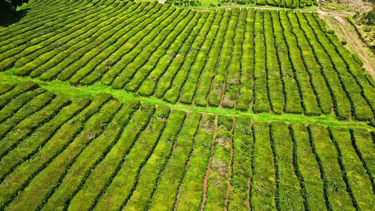 Lussureggiante piantagione di tè verde con file ordinate, vista aerea.