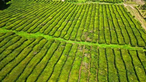 Lush-green-tea-plantation-with-neatly-aligned-rows,-aerial-view