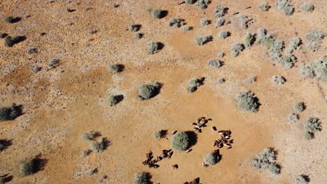 Rinder-Der-Karoo-Farm,-Die-Während-Der-Dürre-In-Der-Nähe-Von-Graaff-Reinet-Gefüttert-Wurden,-Um-Die-Ernährung-Zu-Unterstützen