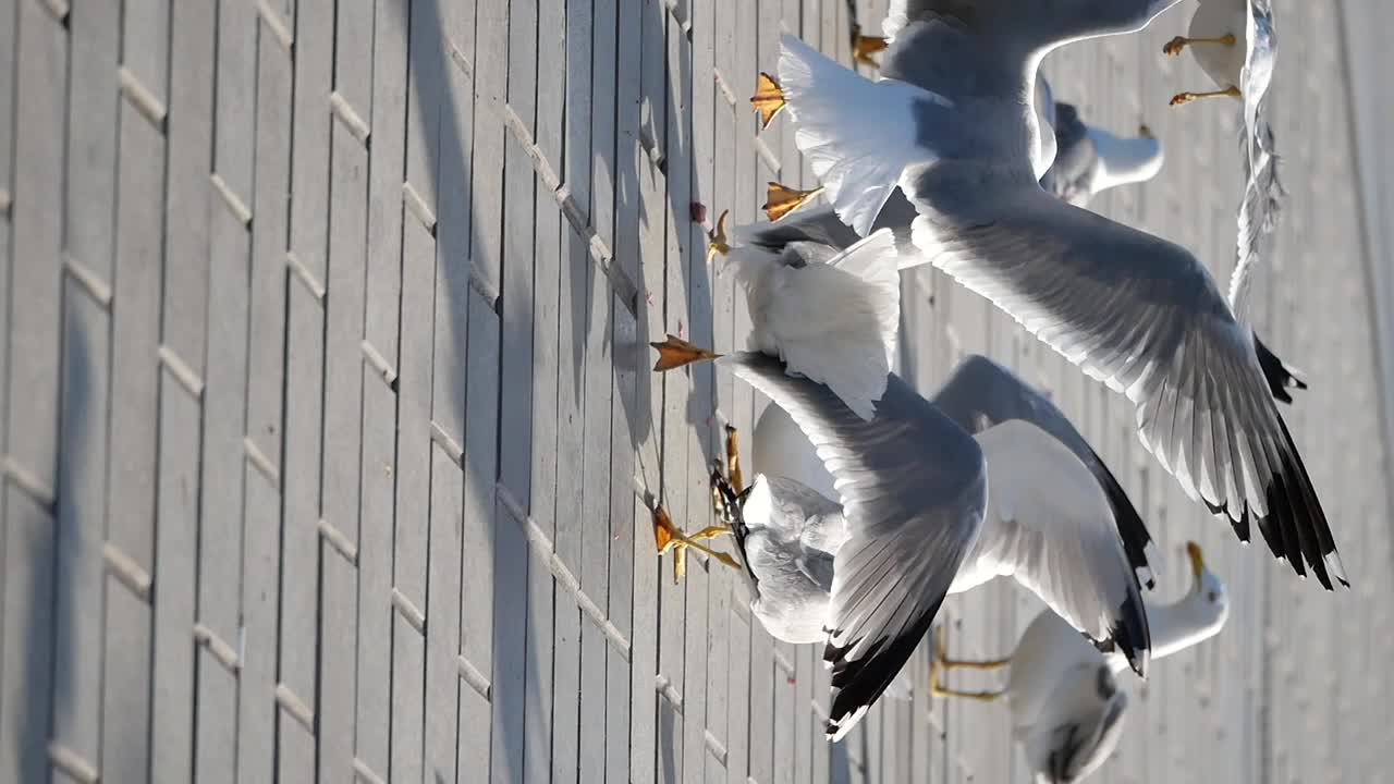Gulls on a Brick Wall