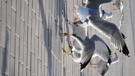 gulls on a brick wall