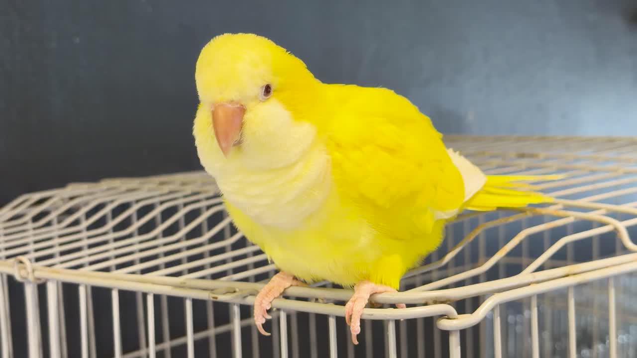 Una cotorra argentina de color amarillo brillante se posa en una jaula de alambre blanco antes de volar en el interior.