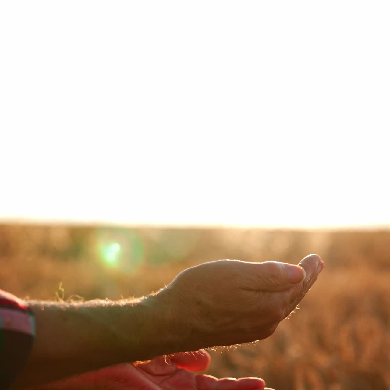 Hands of senior farmer pouring wheat grains back and forth. Farmland at sunset time at backdrop. Close up