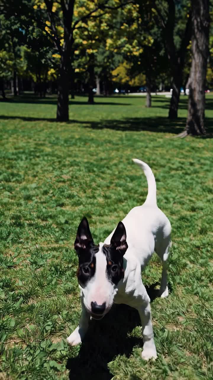 Dynamic low-angle video shot of a playful dog running on lush green grass in a sunlit park